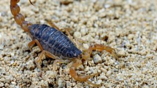 Una nena de 7 años murió por una picadura de alacrán