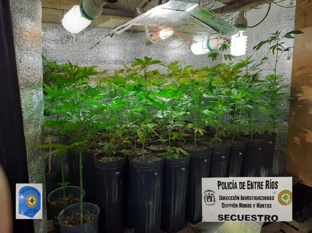 Hallaron 480 plantas de marihuana en un invernadero