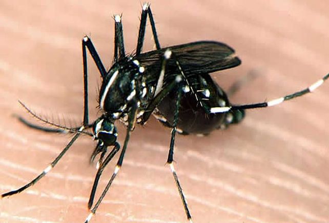Hay un posible caso de chikungunya en Venado Tuerto
