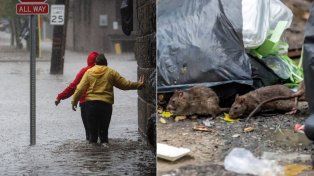 Nueva York está bajo emergencia por las copiosas lluvias, drama se suma a la preocupación por sus ratas.&nbsp;