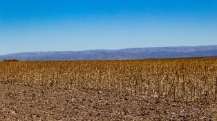 El campo inicia la campaña gruesa con el seguro como una herramienta clave frente a riesgos climáticos