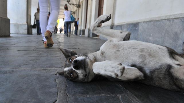 Cómo hizo Holanda para convertirse en el primer país sin perros callejeros