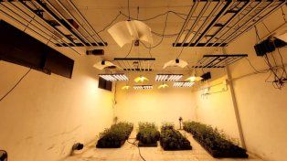 Seguirán detenidos los acusados por cultivo y venta de marihuana en Paraná