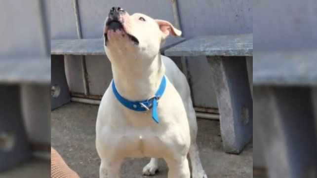 El Pitbull que mordió a una niña en Paraná no será sacrificado: quedará con una ONG