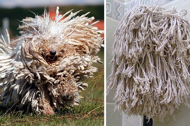 Personas, animales y objetos que son similares entre sí