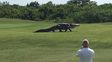 Un cocodrilo gigante causó sorpresa y temor al aparecer en medio de una cancha de golf