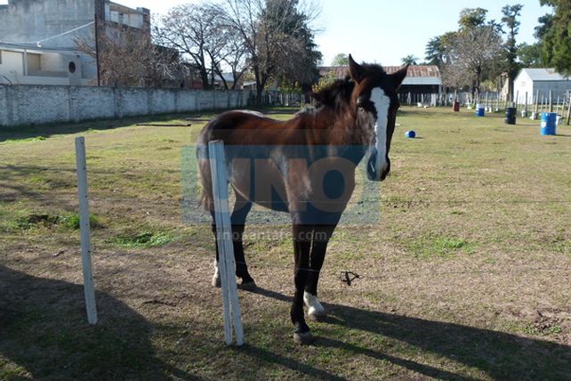 La policía rescató a Morena, la yegua robada en la Sociedad Rural
