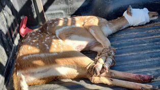 El ciervo axis herido encontrado en el predio de Vicentin, finalmente será trasladado a la Granja La Esmeralda de Santa Fe para su atención.