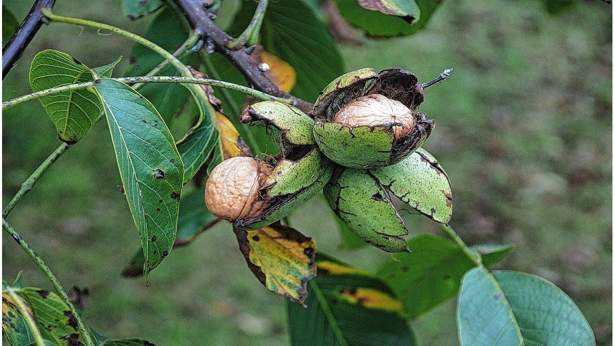 Cómo Sembrar Nueces En Casa Con Solo Un Poco De Agua 1877