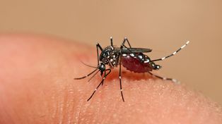 Dengue: el Municipio realiza operativos de bloqueo para prevenir la enfermedad