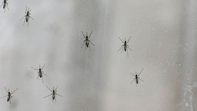 El brote de dengue es seis veces mayor que el año pasado: 180 mil casos y 129 muertes