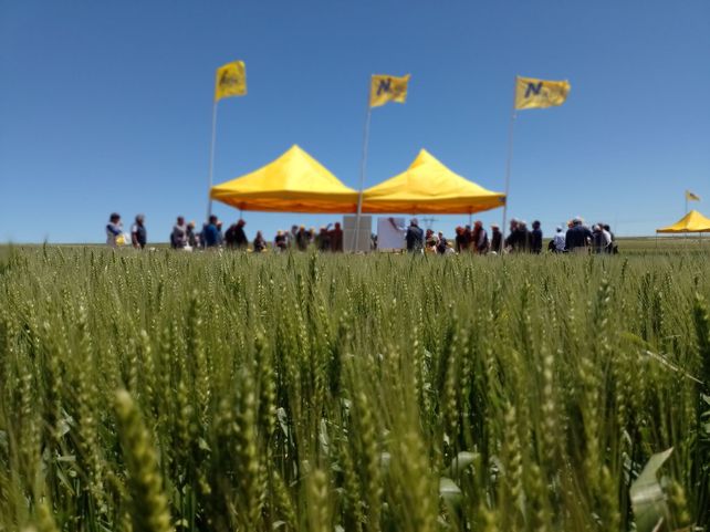 Tandil. Los Baguette se lucieron en la gran zona triguera del país.
