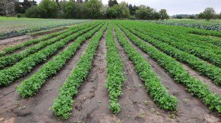 La lluvia trajo alivio al sector hortícola.