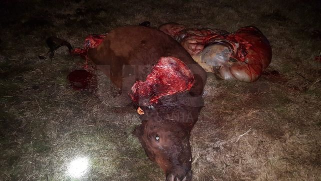 Sorprendieron y apresaron a dos cuatreros faenando un vacuno