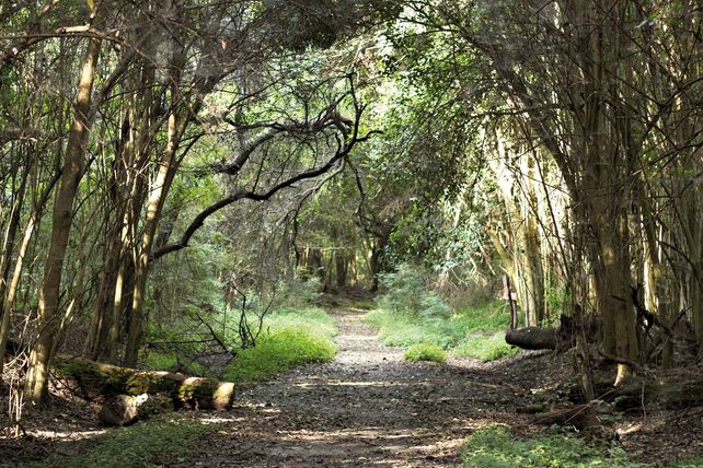 Espinal. El área abarca zonas ribereñas y de la selva de Montiel
