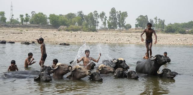 Niños indios se bañan junto a búfalos mientras se refrescan en el río Tawi en un caluroso día de verano en Jammu, India, el lunes 2 de mayo de 2022.