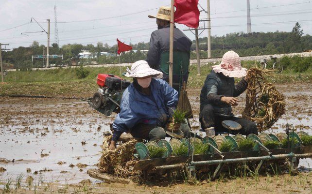 Agricultores siembran arroz en la granja cooperativa Namsa del distrito de Rangnang en Pyongyang, Corea del Norte.