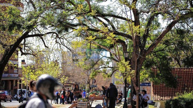 El arbolado urbano en Paraná