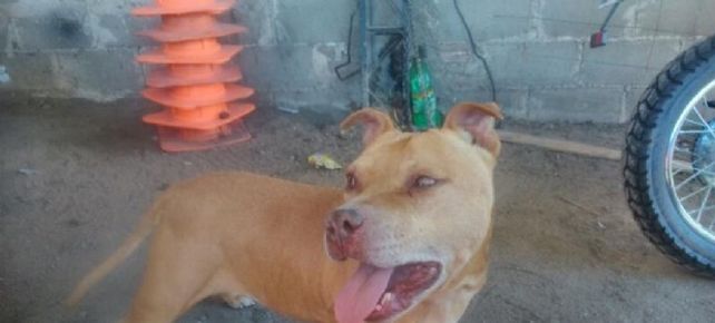 Emborracharon a un perro, abusaron de él y subieron la escena a Facebook