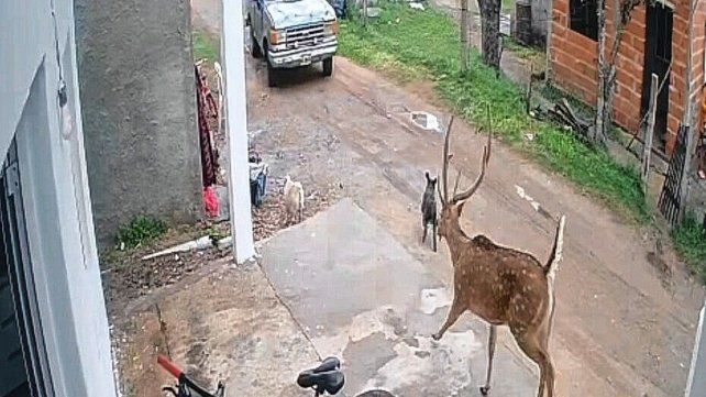 El ciervo fue encerrado por una camioneta y luego atrapado en Chajarí.