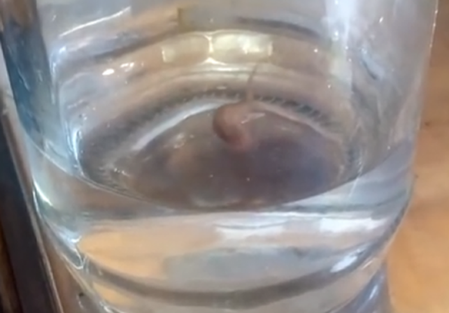 El bicho más extraño de Mendoza de agua.   Foto: Captura de video