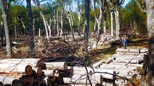 La vida vale: frenar la deforestaci&oacute;n cuesta millones de d&oacute;lares