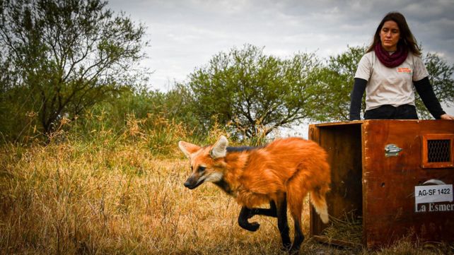 Histórica liberación de fauna silvestre en Santa Fe: devuelven a su hábitat a un oso hormiguero gigante y un aguará guazú