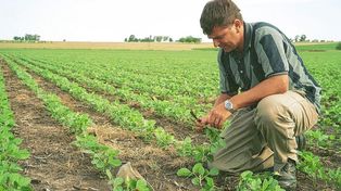 El cierre de exportaciones de derivados de soja preocupa a productores