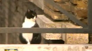 Un gato recibi&oacute; 10 millones de euros como herencia de su due&ntilde;a