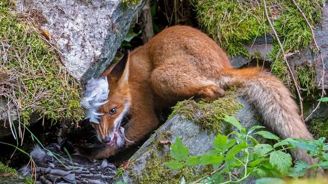 Imágenes que reflejan la maravillosa vida silvestre