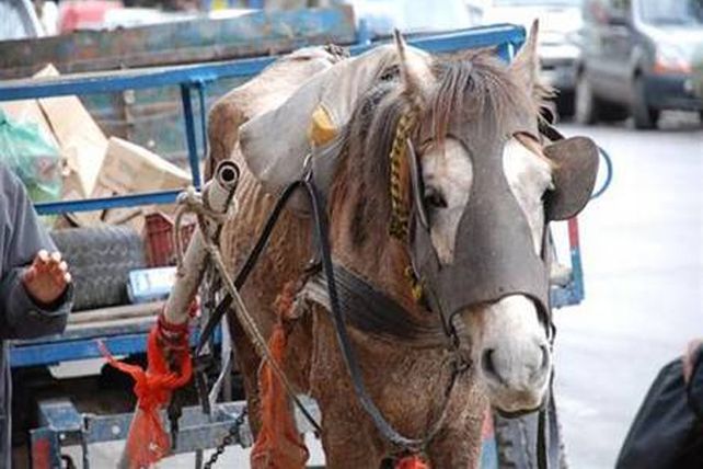 Empieza el programa piloto para el reemplazo de vehículos de tracción a sangre