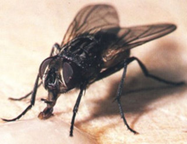 Una investigaci&oacute;n cient&iacute;fica revela por qu&eacute; es tan dif&iacute;cil matar una mosca