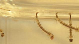 La limpieza de casas y ciudades es el eje de la prevención de la proliferación del mosquito aedes aegypti. Guillermo Grieve explicó las fases y acciones del gobierno para combatir el dengue&nbsp; 