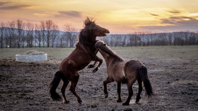 Caballos islandeses juegan en una pradera en Wehrheim, cerca de Frankfurt, Alemania, durante el amanecer del miércoles.