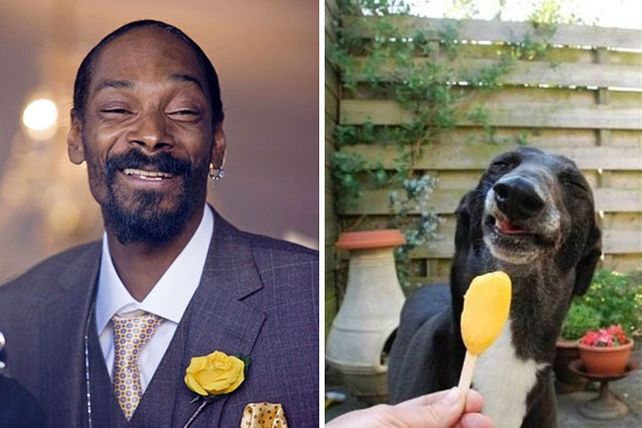 Personas, animales y objetos que son similares entre sí