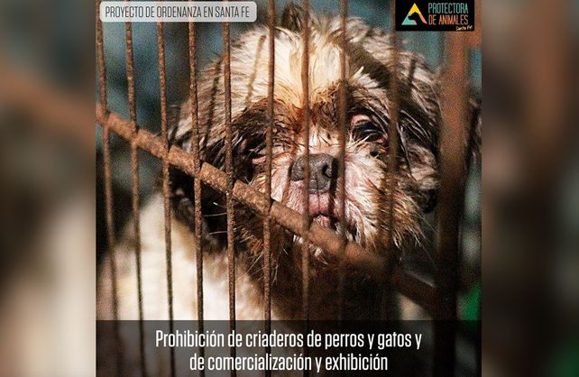 La Protectora de Animales de Santa Fe presentó un proyecto de ordenanza en el Concejo Municipal.