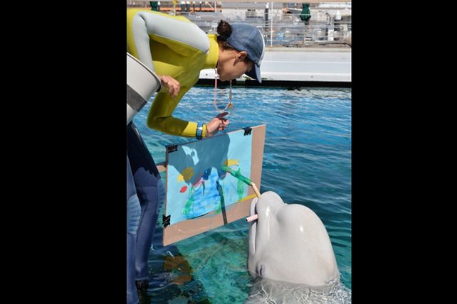Un acuario japonés enseña a pintar a sus ballenas belugas