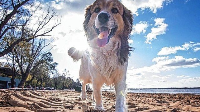 Durante enero y febrero estará disponible la encuesta del área de Turismo de Valle María sobre la modalidad de playa Pet Friendly de acceso con mascotas