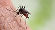 Dengue en Rosario: Hay mosquitos volando en todos los distritos de la ciudad