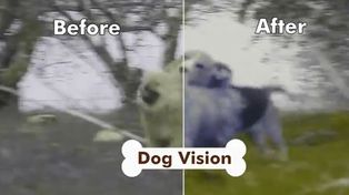 Si tu perro est&aacute; aburrido ponele DogTv, el nuevo canal para canes