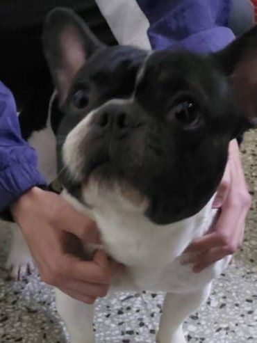 Recuperaron en Paraná un Bulldog Francés que había sido robado y exigían $300 mil para devolverlo