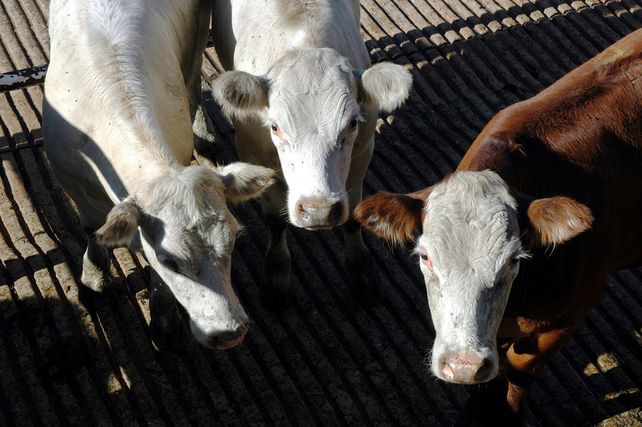 La Sociedad Rural de Santa Fe cuestiona el respaldo unánime al instituto de la carne