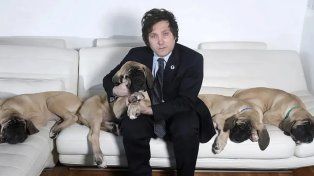 Dolor para Javier Milei: murió Robert, uno de sus perros clonados