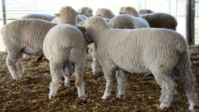 Los créditos para productores ovinos son para adquirir insumos