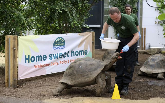 El erpetólogo Dr. Chris Michaels alimenta con sandía a una tortuga gigantes de Galápagos en el ZSL London Zoo, Regent