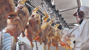 El consumo de carne de pollo de los argentinos casi iguala al de vacuno