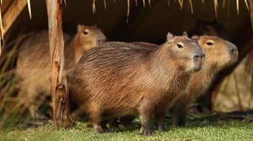 Serán bienvenidos en la Laguna de los Padres: Mar del Plata, con los carpinchos