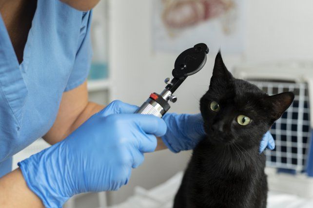Dia del Médico Veterinario