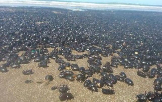 Una marea de escarabajos invadió la orilla de la playa de Mar de Ajó