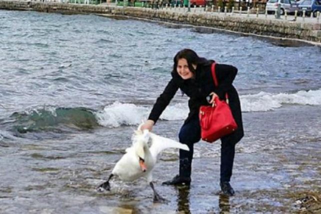 El cisne no sobrevivió al maltrato de la mujer.